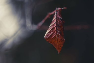Bir dalda asılı tek bir sonbahar yaprağının yakın çekimi. Yumuşak odaklı, gösterişsiz. Atmosferik doğal fotoğrafçılık.