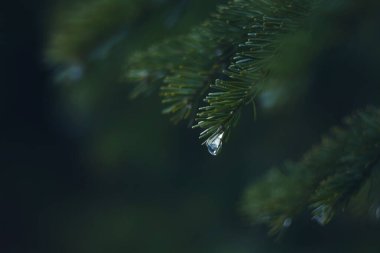 Kozalaklı dalların üzerine yağmur damlaları. Yumuşak odaklı, gösterişsiz. Atmosferik doğal fotoğrafçılık.