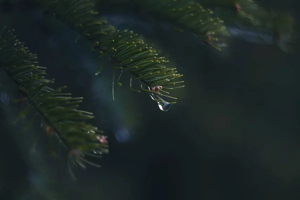 Regndroppar Barrträd Grenar Närbild Mjuk Fokusering Lågmäld Atmosfäriskt Naturfotografi — Stockfoto