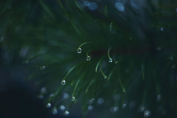 Gotas Lluvia Las Ramas Coníferas Cerca Enfoque Suave Discreto Fotografía —  Fotos de Stock