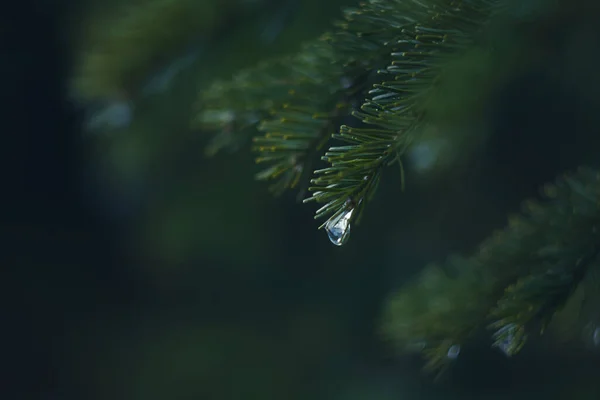 Gotas Lluvia Las Ramas Coníferas Cerca Enfoque Suave Discreto Fotografía —  Fotos de Stock