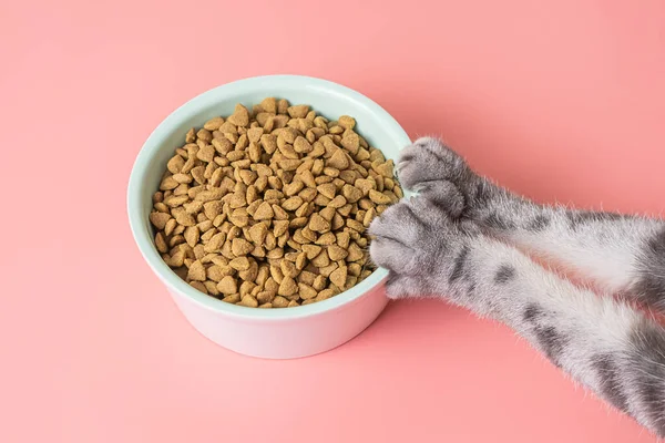 Tabakta kedi maması ve pembe arka planda pençeler. Evcil hayvanlar için diyet konsepti, kediler için yemek seçimi. Boşluğu kopyala, minimalizm.
