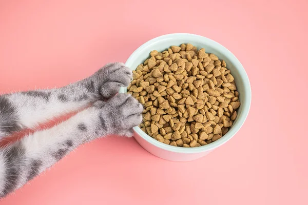 Tabakta kedi maması ve pembe arka planda pençeler. Evcil hayvanlar için diyet konsepti, kediler için yemek seçimi. Boşluğu kopyala, minimalizm.
