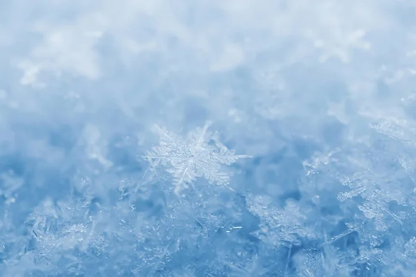 Kar taneleri yakın plan. Makro fotoğraf. Kış kavramı, soğuk, doğanın güzelliği. Boşluğu kopyala.