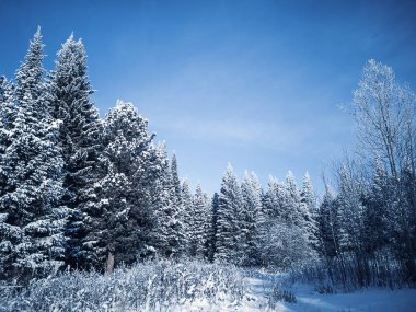 Göz kamaştırıcı kış buzlu manzarası. Kardaki kozalaklı ağaçlar bulutlu mavi gökyüzüne karşı. Güneşli soğuk kış günü. Copspace.