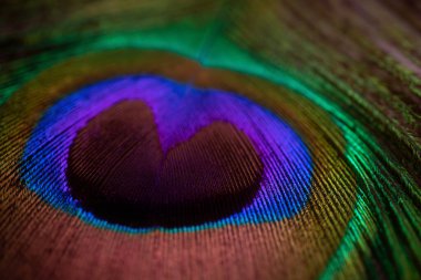 Tavuskuşu tüyü yakın plan, makro fotoğraf. Doymuş yanardöner renkler, muhteşem tatil arkaplanı soyut görüntü