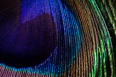 Tavuskuşu tüyü yakın plan, makro fotoğraf. Doymuş yanardöner renkler, muhteşem tatil arkaplanı soyut görüntü