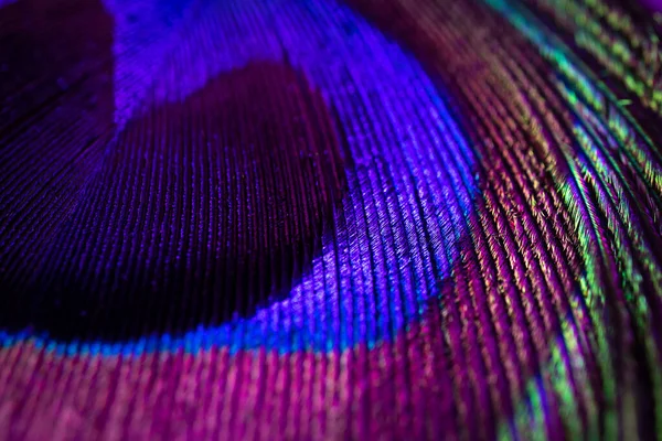 Tavuskuşu tüyü yakın plan, makro fotoğraf. Doymuş yanardöner renkler, muhteşem tatil arkaplanı soyut görüntü