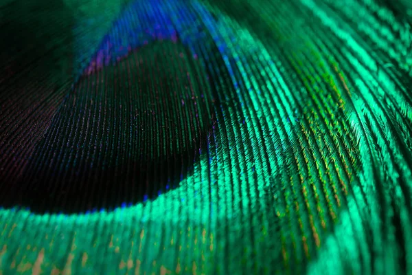 Piuma Pavone Primo Piano Macrofotografia Tonalità Iridescenti Saturi Spettacolare Vacanza — Foto Stock