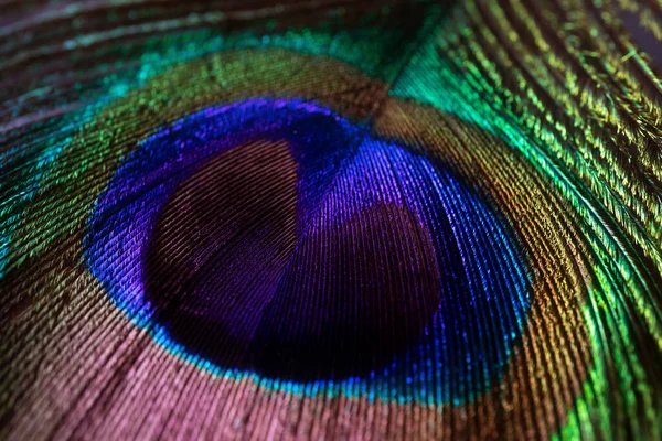 Peacock feather close-up, macro photography. Saturated iridescent hues, spectacular holiday background abstract image