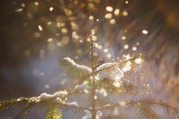 Liten Julgran Skogen Vintern Närbild Solens Strålar Skiner Klart Snö — Stockfoto