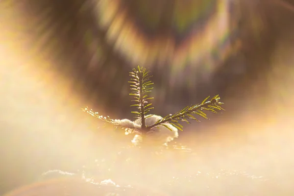 Piccolo Albero Natale Nella Foresta Inverno Primo Piano Raggi Del — Foto Stock