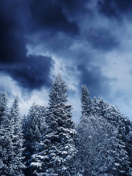 Fantastiskt Vinterfrostigt Landskap Toppen Barrträd Snön Mot Himlen Med Moln — Stockfoto