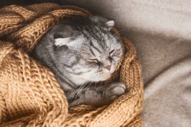 Gri İskoç kedisi sıcak bej bir eşarba sarılı olarak uyur. Evcil bir hayvanla sıcak ev konsepti..