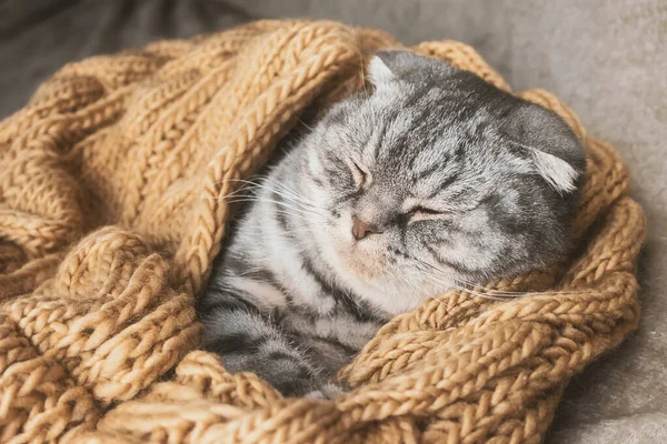 Grijze Schotse Vouw Kat Slaapt Gewikkeld Een Warme Beige Sjaal — Stockfoto