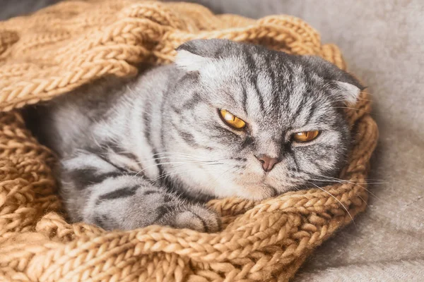 Gato Gris Escocés Duerme Envuelto Una Cálida Bufanda Beige Acogedor — Foto de Stock