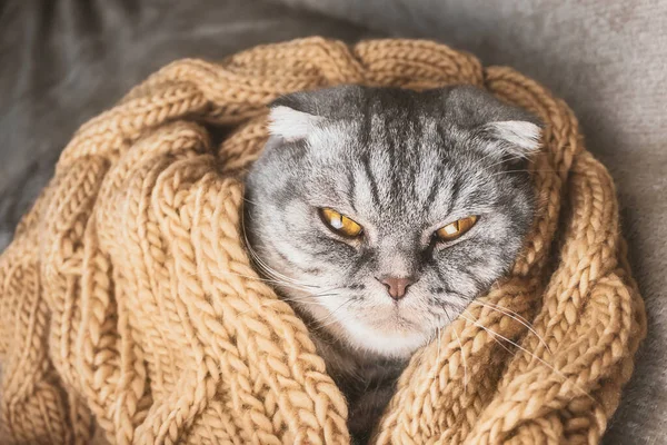스코틀랜드 접이식 고양이는 베이지 스카프로 동물과 아늑하고 — 스톡 사진