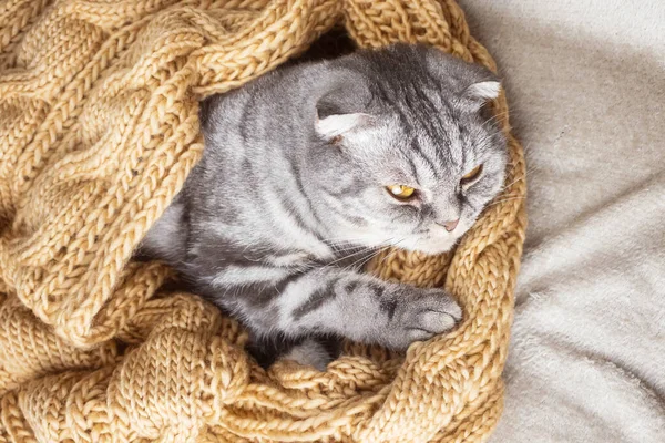 스코틀랜드 접이식 고양이는 베이지 스카프로 동물과 아늑하고 — 스톡 사진