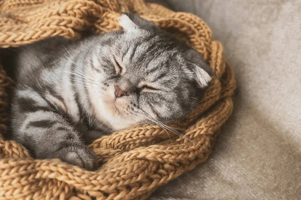 Gray Scottish Fold Cat Sleeps Wrapped Warm Beige Scarf Cozy — Stock Photo, Image