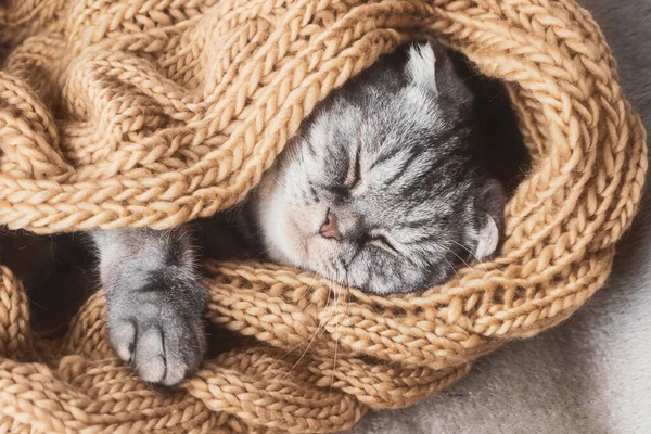 Chat Pliant Écossais Gris Dort Enveloppé Dans Une Écharpe Beige — Photo