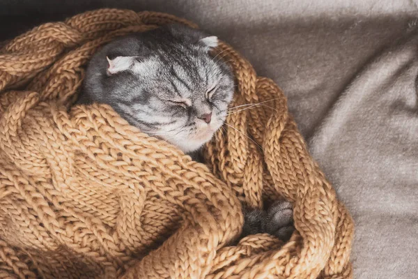 Die Graue Schottische Faltkatze Schläft Eingewickelt Einen Warmen Beigen Schal — Stockfoto