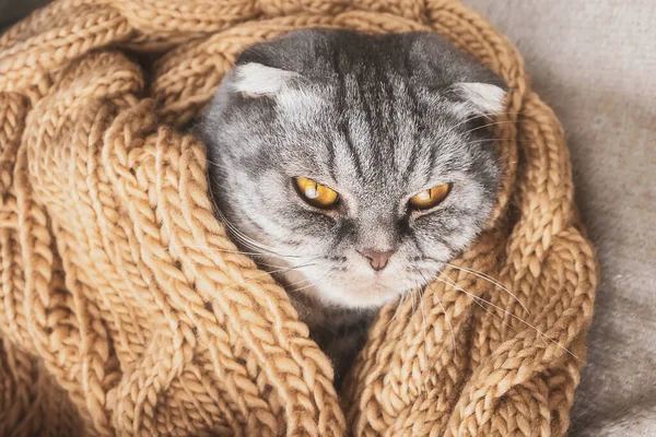 Chat Pliant Écossais Gris Dort Enveloppé Dans Une Écharpe Beige — Photo