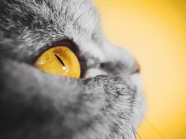 一只灰色条纹猫的黄眼睛特写 黄色背景 版权空间 宏观照片 宠物的概念 苏格兰折叠猫 — 图库照片