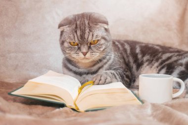 Sarı gözlü gri çizgili bir İskoç kedisi bir kitap ve fincanla bir battaniyenin üzerinde oturur. Sevimli komik hayvan. Ev konforu, rahatlama, okuma.