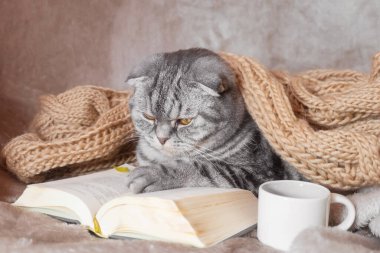 Sarı gözlü gri çizgili bir İskoç kedisi bir kitap ve fincanla bir battaniyenin üzerinde oturur. Sevimli komik hayvan. Ev konforu, rahatlama, okuma.