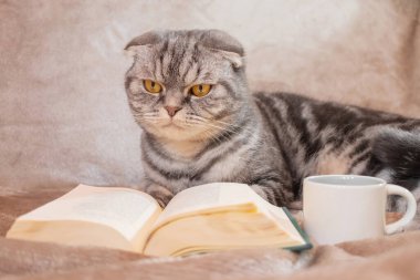 Sarı gözlü gri çizgili bir İskoç kedisi bir kitap ve fincanla bir battaniyenin üzerinde oturur. Sevimli komik hayvan. Ev konforu, rahatlama, okuma.