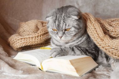 Sarı gözlü gri çizgili bir İskoç kedisi bir kitap ve fincanla bir battaniyenin üzerinde oturur. Sevimli komik hayvan. Ev konforu, rahatlama, okuma.