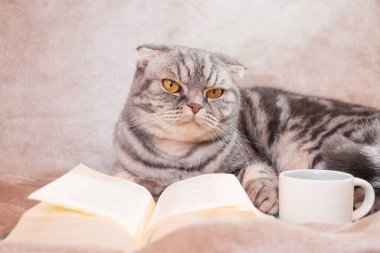 Sarı gözlü gri çizgili bir İskoç kedisi bir kitap ve fincanla bir battaniyenin üzerinde oturur. Sevimli komik hayvan. Ev konforu, rahatlama, okuma.