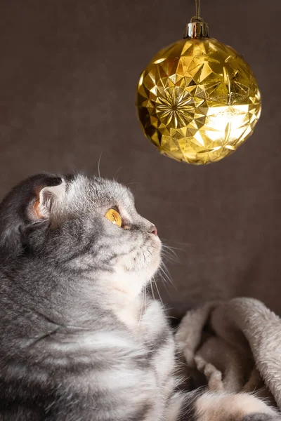 Gato Fold Escocés Rayas Grises Con Ojos Amarillos Sienta Sobre — Foto de Stock