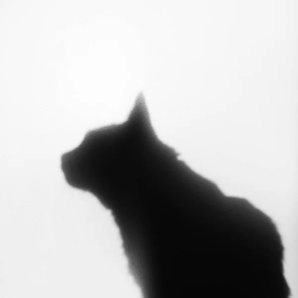 Sombra Gato Sobre Fondo Blanco Fotografía Fondo Para Mascotas Veterinaria —  Fotos de Stock