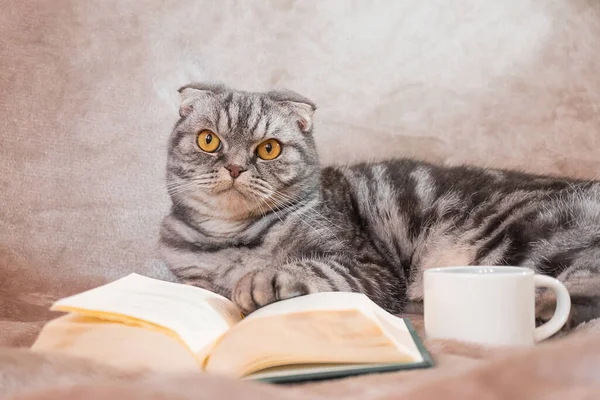 Sarı gözlü gri çizgili bir İskoç kedisi bir kitap ve fincanla bir battaniyenin üzerinde oturur. Sevimli komik hayvan. Ev konforu, rahatlama, okuma.
