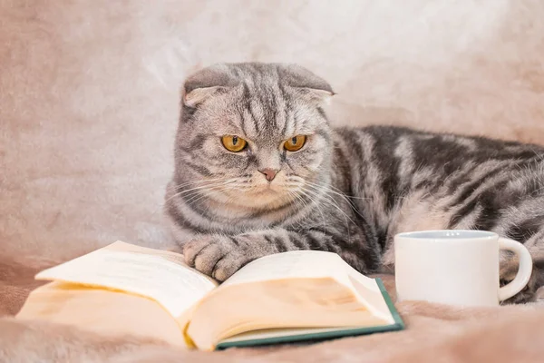 Szary Kot Paski Scottish Fold Żółtymi Oczami Siedzi Kocu Książką — Zdjęcie stockowe