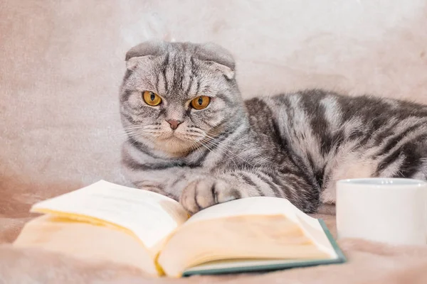 Сірий Смугастий Шотландський Кіт Жовтими Очима Сидить Ковдрі Книгою Чашкою — стокове фото