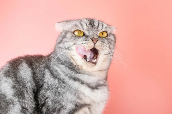 Gato Escocês Cinzento Fold Lambe Lábios Forma Divertida Destacou Língua — Fotografia de Stock