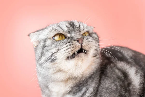 Grå Skotsk Vik Katt Ser Ilsket Sidan Begreppet Husdjur Aggression — Stockfoto