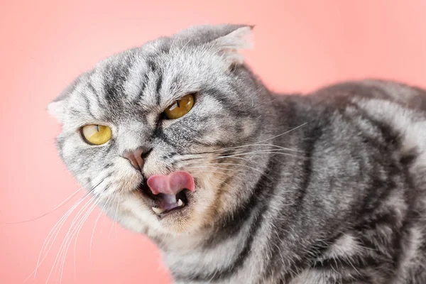 Сірий Шотландський Fold Кіт Весело Облизує Губи Вистромляючи Язик Гарний — стокове фото