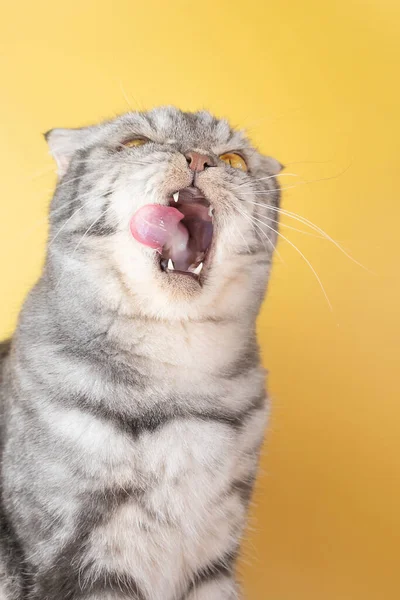 Gray Scottish Fold Cat Licks Its Lips Amusingly Stuck Out — Stock Photo, Image