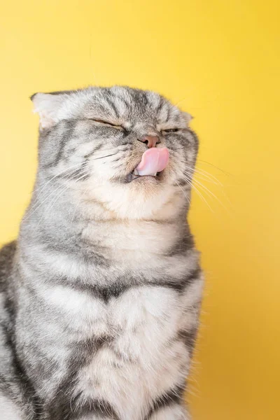 Gray Scottish Fold Cat Licks Its Lips Amusingly Stuck Out — Stock Photo, Image