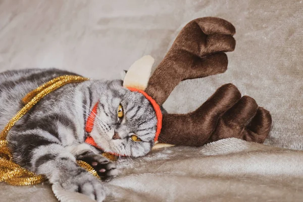Traurig Müde Graue Scottish Fold Katze Mit Gelben Augen Festlichen — Stockfoto