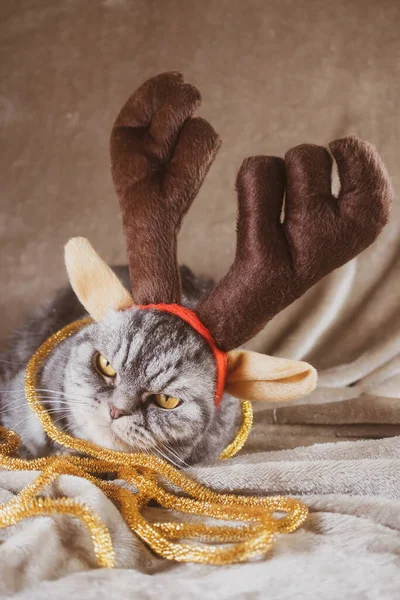 Traurig Müde Graue Scottish Fold Katze Mit Gelben Augen Festlichen — Stockfoto
