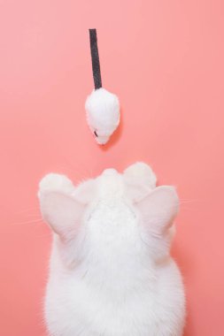 Beyaz kedi bacağı ve oyuncak fare. Pembe zemin, kopyalama alanı, üst görünüm. Oyun anlayışı ve evcil hayvanlar için eğlence.