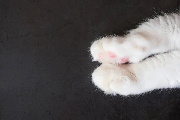 Gato Blanco Patas Sobre Fondo Oscuro Espacio Copia Minimalismo Vista — Foto de Stock