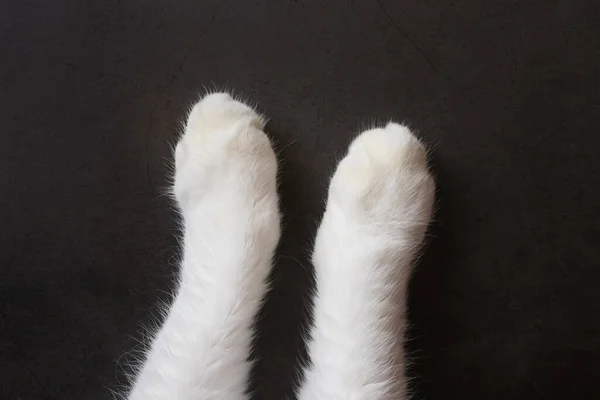 Patas Brancas Gato Fundo Escuro Espaço Cópia Minimalismo Vista Superior — Fotografia de Stock