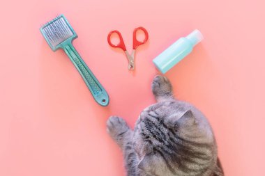 Kedi tırnak makası (pençe makası), tarama için fırça, pembe arka planda bir şişe hayvanat bahçesi şampuanı ve gri kedi pençesi. Hayvan hijyeni konsepti. Üst görünüm, minimalizm, kopyalama alanı.