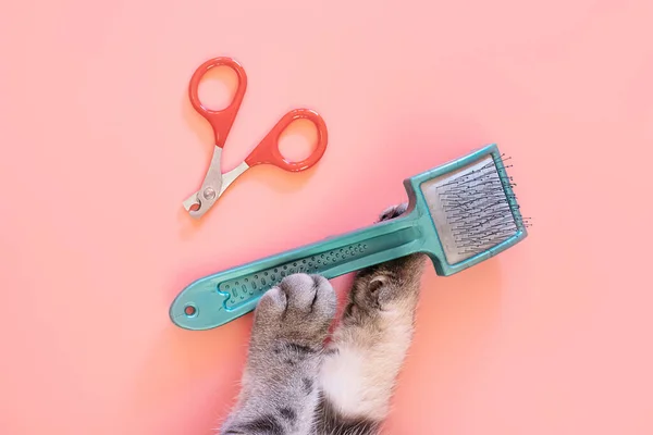 Cat Nail Clippers Claw Scissors Brush Combing Gray Cat Paws — Stock Photo, Image