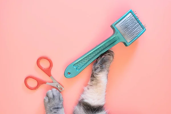Cat Nail Clippers Claw Scissors Brush Combing Gray Cat Paws — Stock Photo, Image
